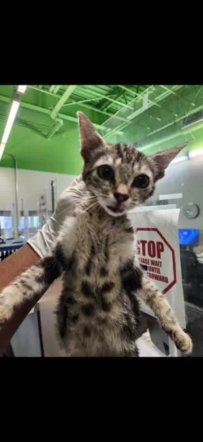 A baby small-sized male Domestic Short Hair cat named Hammer for adoption in Los Angeles, CA