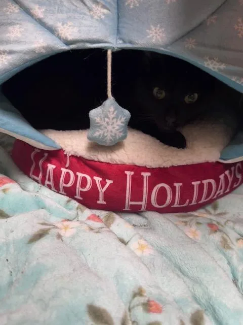 A baby small-sized female Black Domestic Short Hair cat named Stella for adoption in Brooklyn, NY
