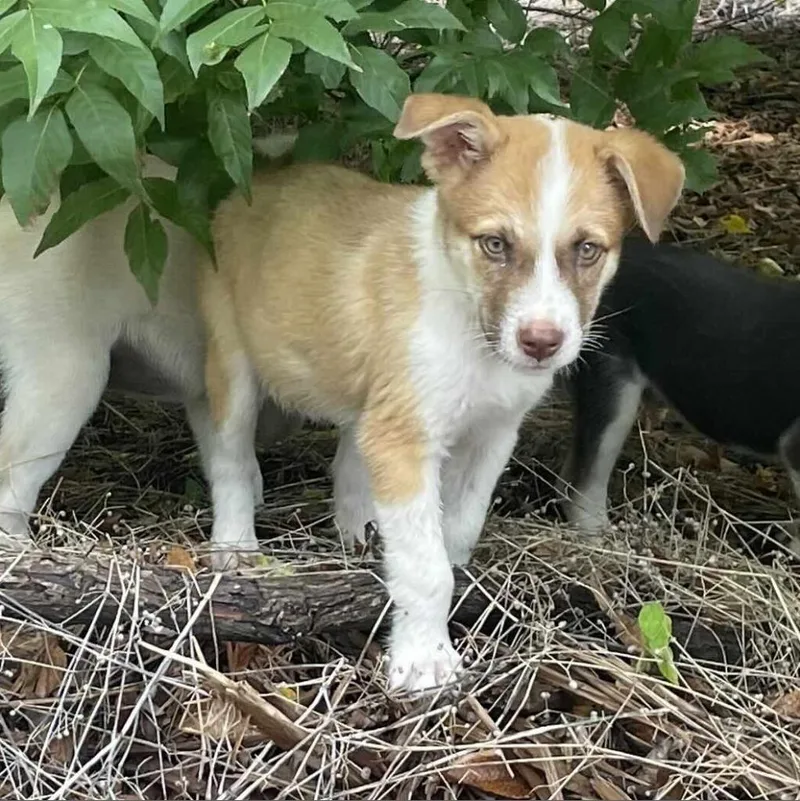 A young medium-sized male Yellow / Tan / Blond / Fawn Shepherd dog named Theo for adoption in Bastrop, TX