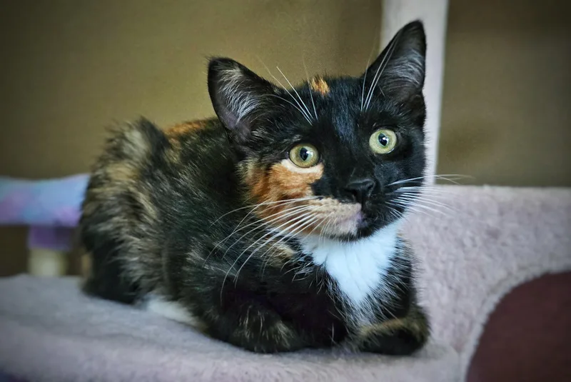 A baby small-sized female Domestic Short Hair cat named Kettle Corn for adoption in BREINIGSVILLE, PA
