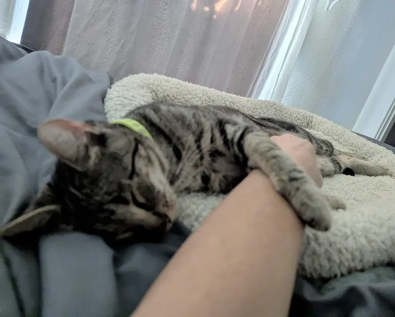 A young medium-sized female Domestic Short Hair cat named Pippin loves a busy for adoption in Portland, OR
