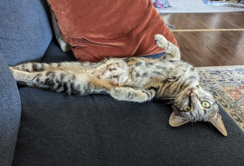 Pippin loves a busy thumbnail 6