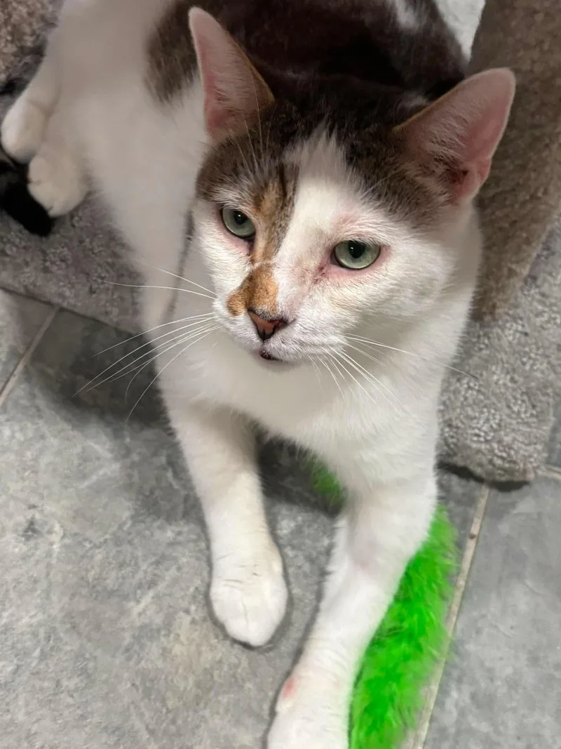 An adult large-sized male Tabby (Brown / Chocolate) Domestic Short Hair cat named Hamm for adoption in North Huntingdon, PA