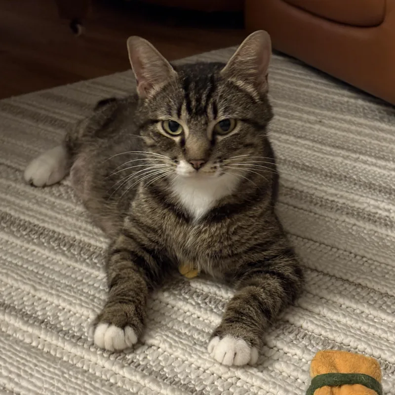 A young medium-sized female Tabby (Gray / Blue / Silver) Domestic Short Hair cat named Queen Arizona for adoption in Bentonville, AR