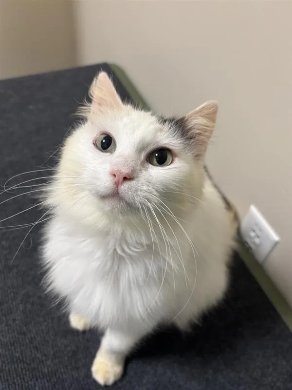An adult medium-sized female Domestic Short Hair cat named Sakura for adoption in Elk Grove, CA