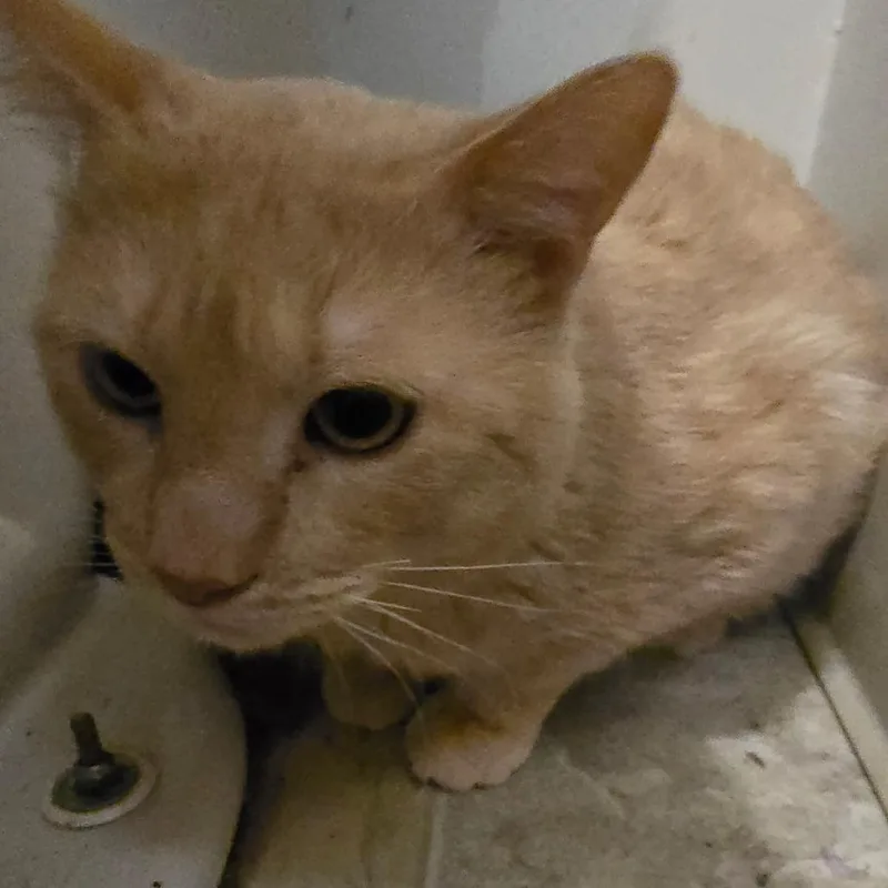 An adult medium-sized male Gray / Blue / Silver Domestic Short Hair cat named Joon for adoption in Klamath Falls, OR