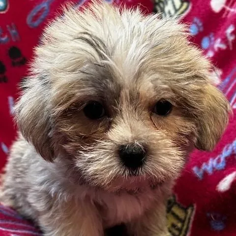 A baby small-sized male Yellow / Tan / Blond / Fawn Shih Tzu dog named Baloo for adoption in Bartonsville, PA