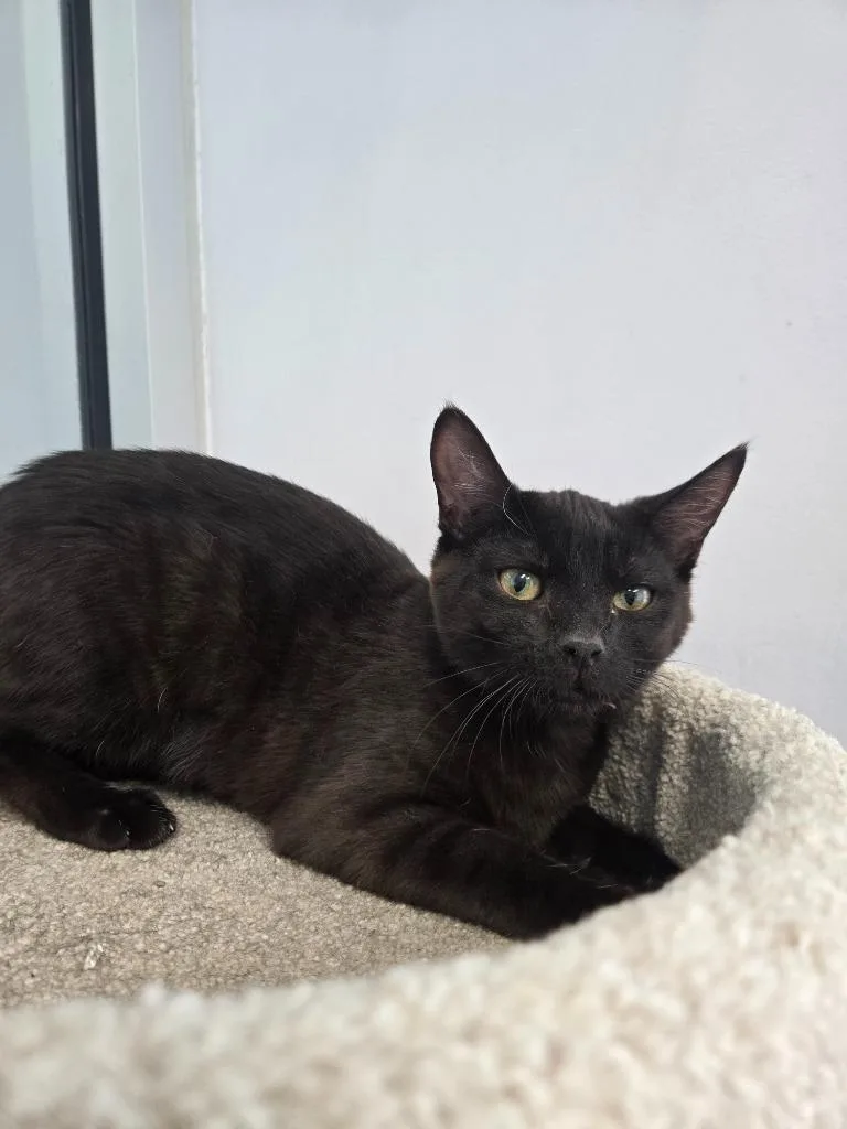 A baby small-sized female Domestic Short Hair cat named Peppermint for adoption in Angola, IN