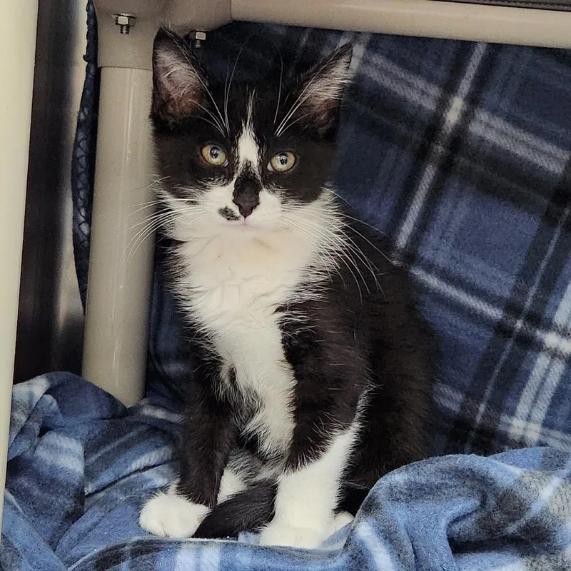 A baby small-sized male Black Domestic Medium Hair cat named Fork for adoption in Grand Rapids, MI