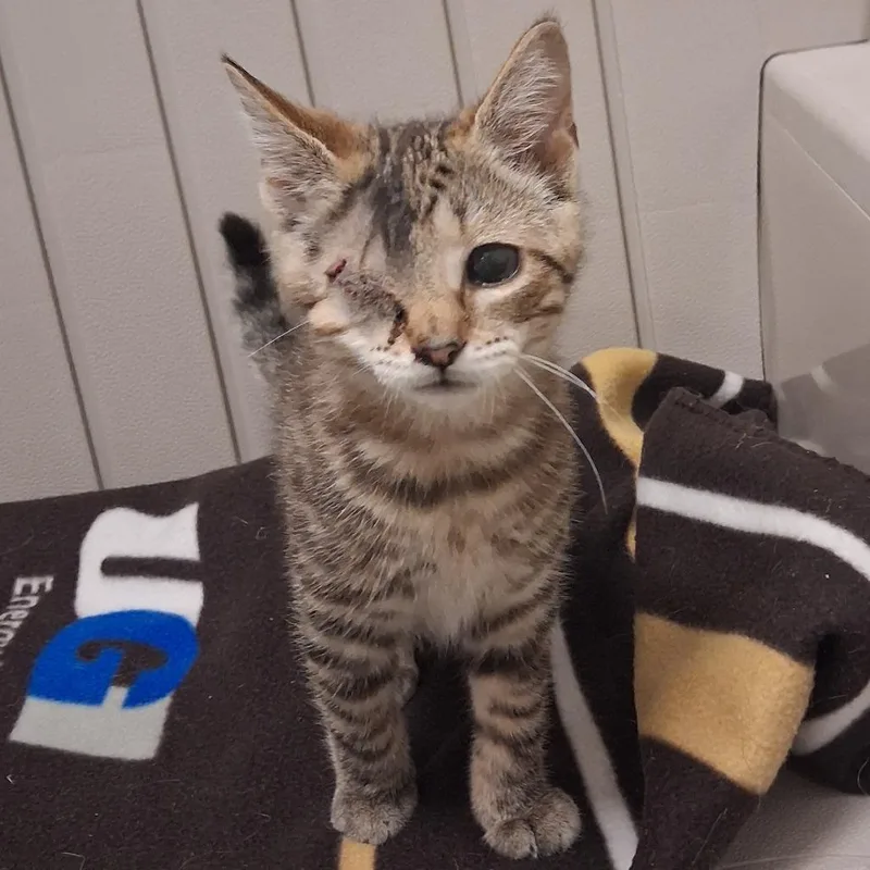 A baby small-sized male Brown / Chocolate Domestic Short Hair cat named Root Beer Float for adoption in York, PA