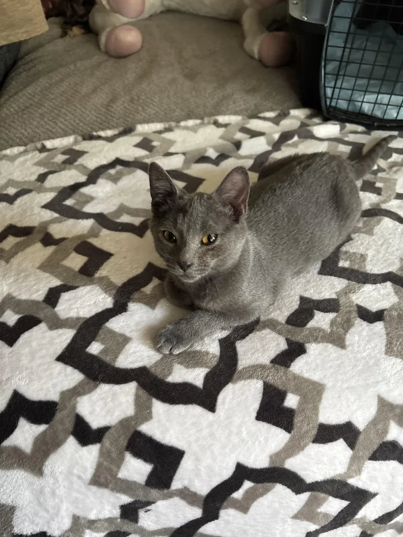 A baby small-sized male Domestic Short Hair cat named Snow Cap for adoption in Bethel Park, PA