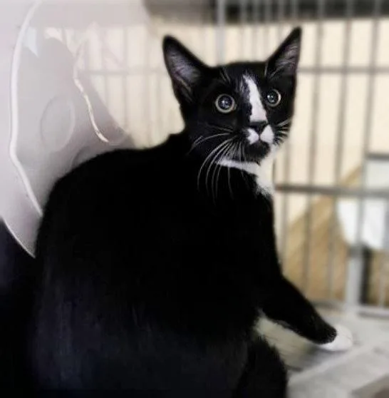 A young small-sized male Tuxedo cat named Barre; for adoption in Pasadena, CA
