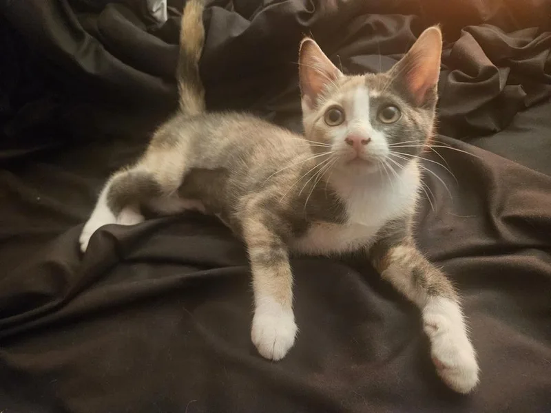 A baby small-sized female Gray & White Domestic Short Hair cat named Ayla for adoption in Chicago, IL