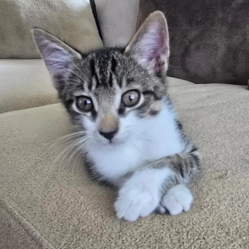 A baby small-sized male Brown / Chocolate Domestic Short Hair cat named Snoop for adoption in Folsom, LA