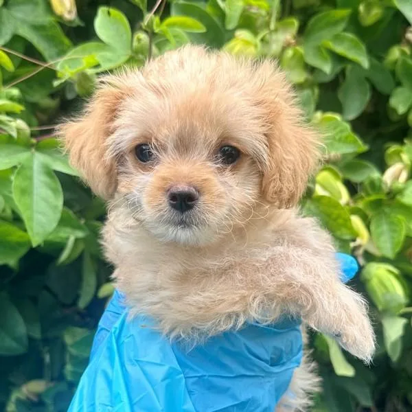 A baby small-sized male Miniature Poodle dog named Sorbet for adoption in Walnut Creek, CA