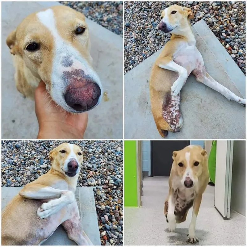 Tinkerbell thumbnail 2