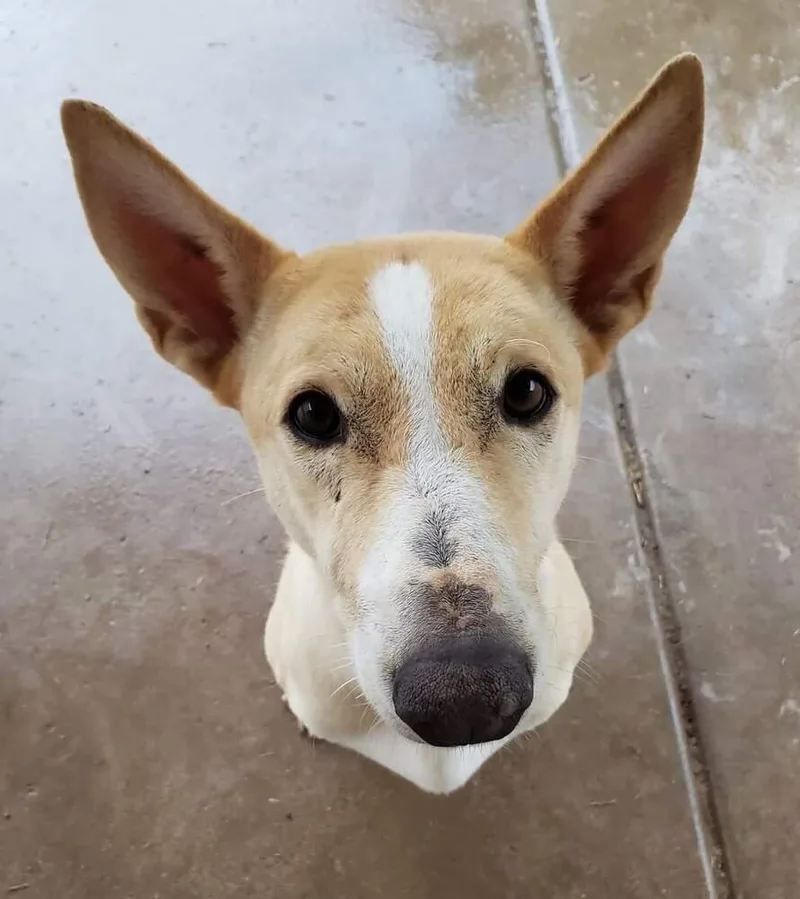 Tinkerbell thumbnail 3