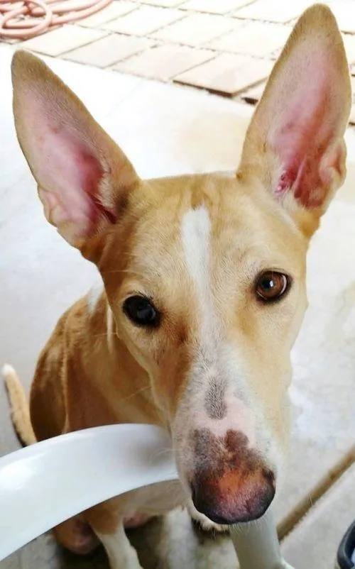 Tinkerbell thumbnail 4