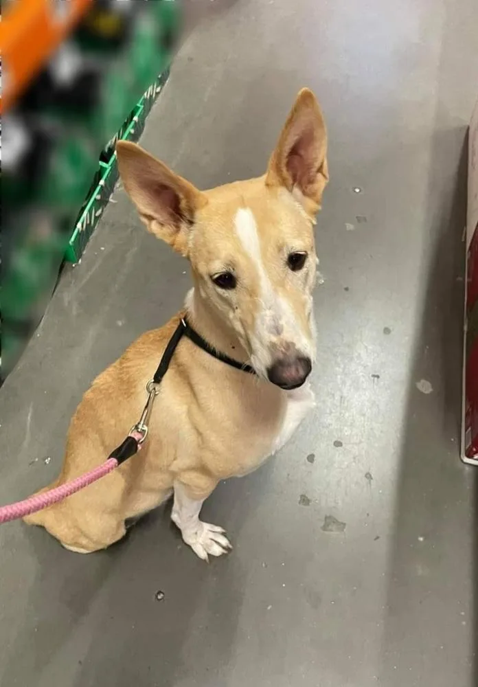 Tinkerbell thumbnail 6