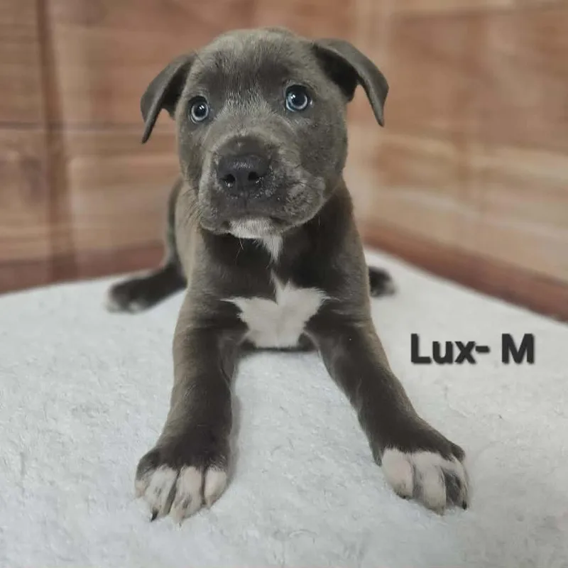 A baby medium-sized male Gray / Blue / Silver Labrador Retriever dog named Lux for adoption in Griswold, CT
