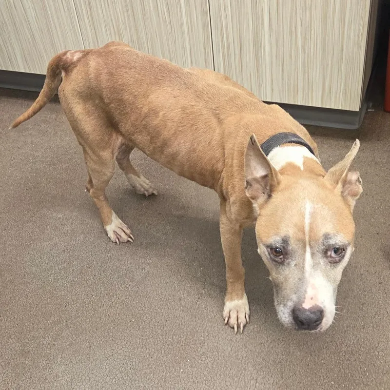 An adult medium-sized female Yellow / Tan / Blond / Fawn Mixed Breed dog named Melba for adoption in Chattanooga, TN