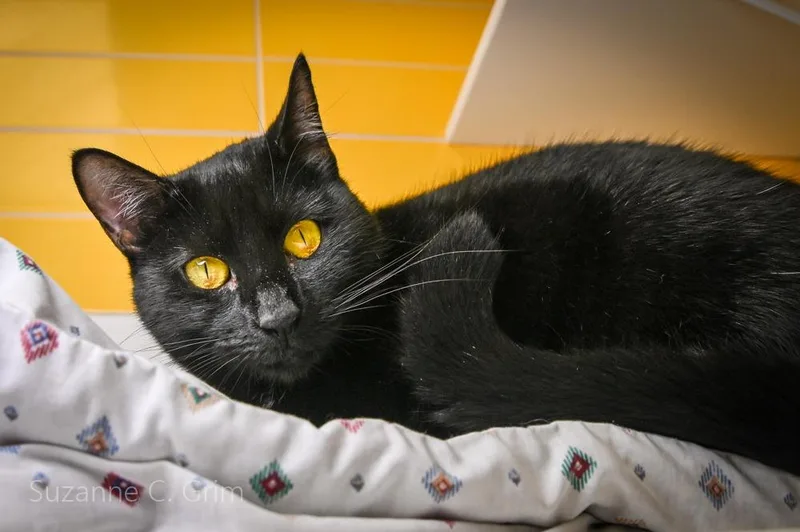 An adult medium-sized female Domestic Short Hair cat named Jemma for adoption in New Orleans, LA