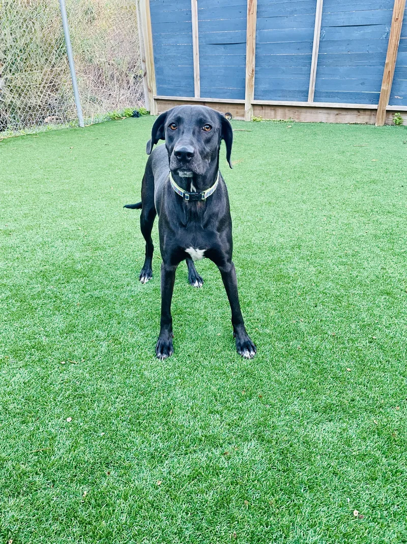 An adult medium-sized female Black Black Labrador Retriever dog named Daisy for adoption in Houston, TX