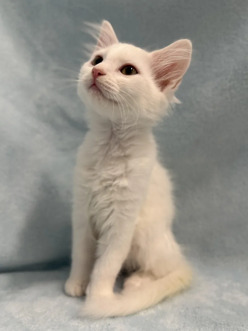 A baby medium-sized female White Domestic Long Hair cat named Creme Puff for adoption in Greensboro, NC