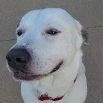 An adult large-sized male White / Cream Great Pyrenees dog named Zeus for adoption in Elizabeth, IL