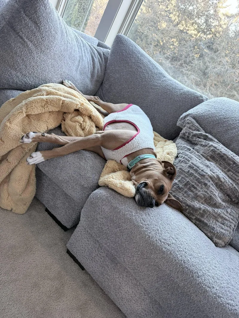 A young large-sized female Boxer dog named Sissy for adoption in Shakopee, MN