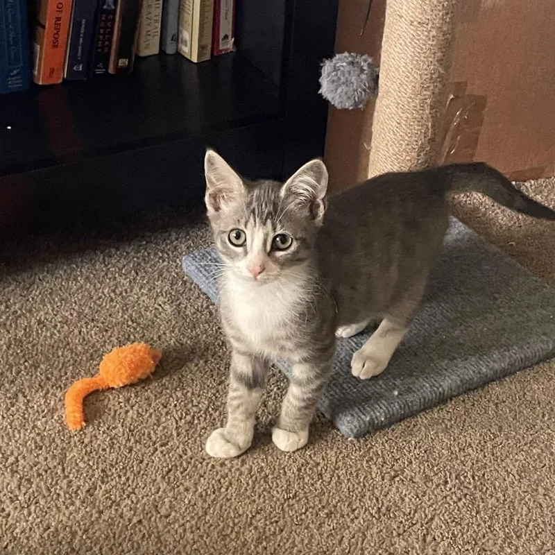 A baby small-sized male Gray / Blue / Silver Domestic Short Hair cat named Dusty for adoption in Baytown, TX