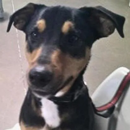 An adult medium-sized male Mixed Breed dog named Tanner for adoption in Ashtabula, OH