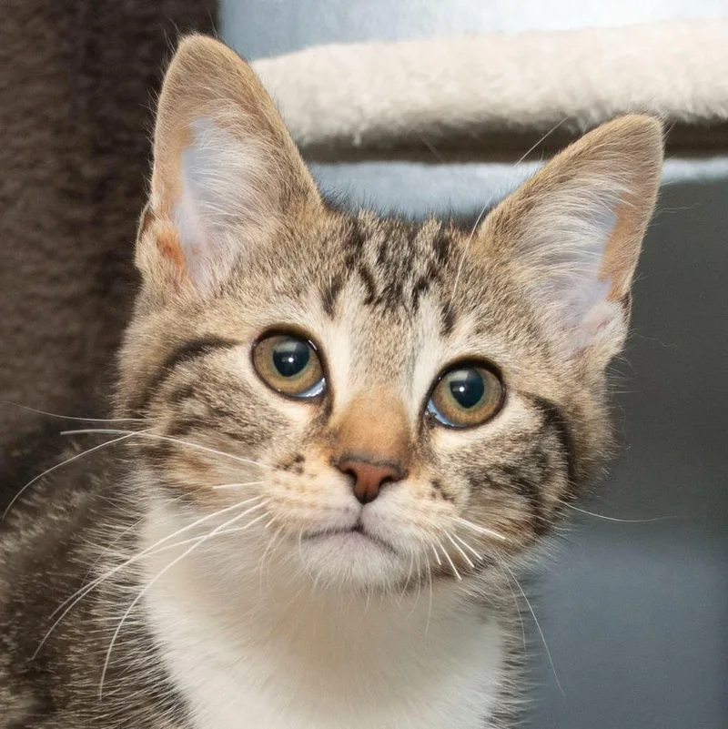 A baby small-sized female Domestic Short Hair cat named Opal for adoption in Troy, OH