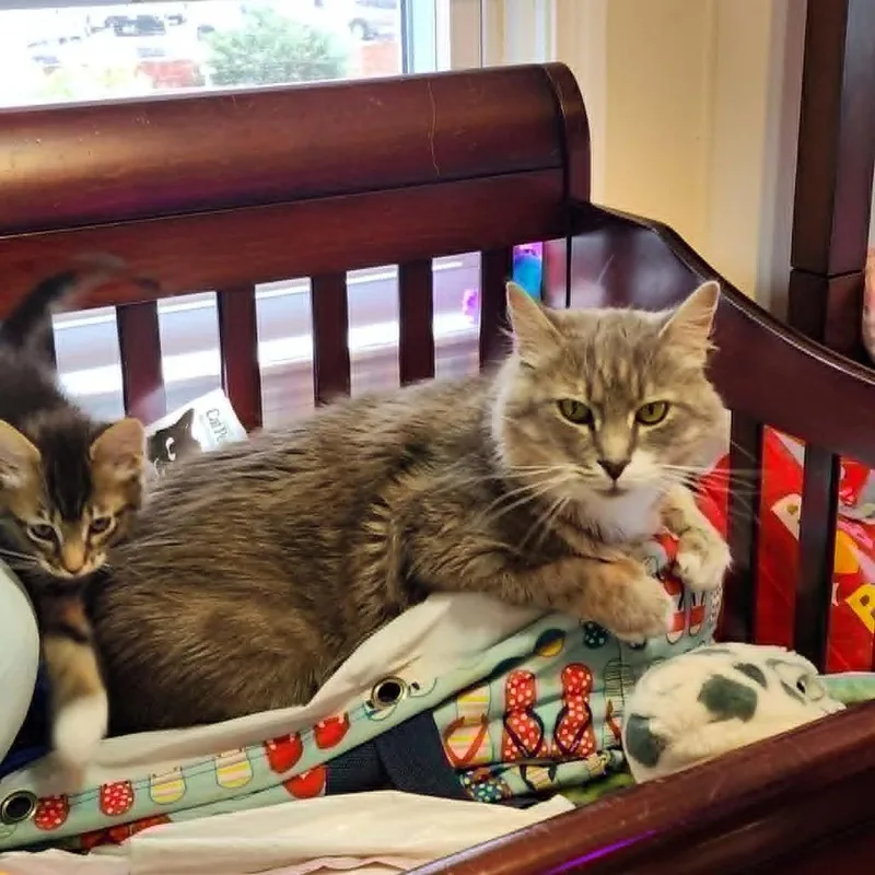 An adult small-sized female Gray / Blue / Silver Domestic Medium Hair cat named Gracie for adoption in Reisterstown, MD