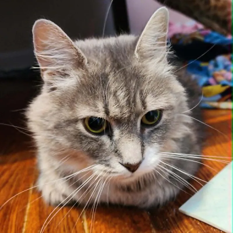 Gracie thumbnail 3