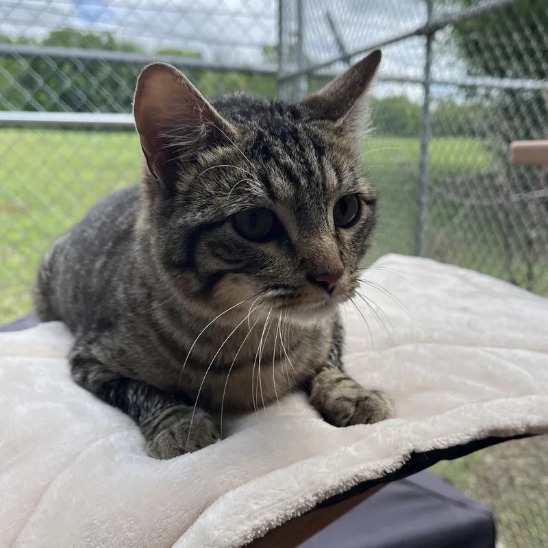 A young medium-sized male Black Domestic Short Hair cat named Rootbeer for adoption in Pauls Valley, OK