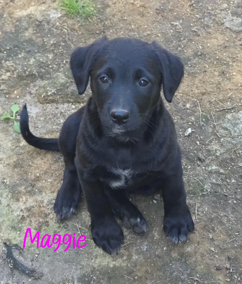 Maggie