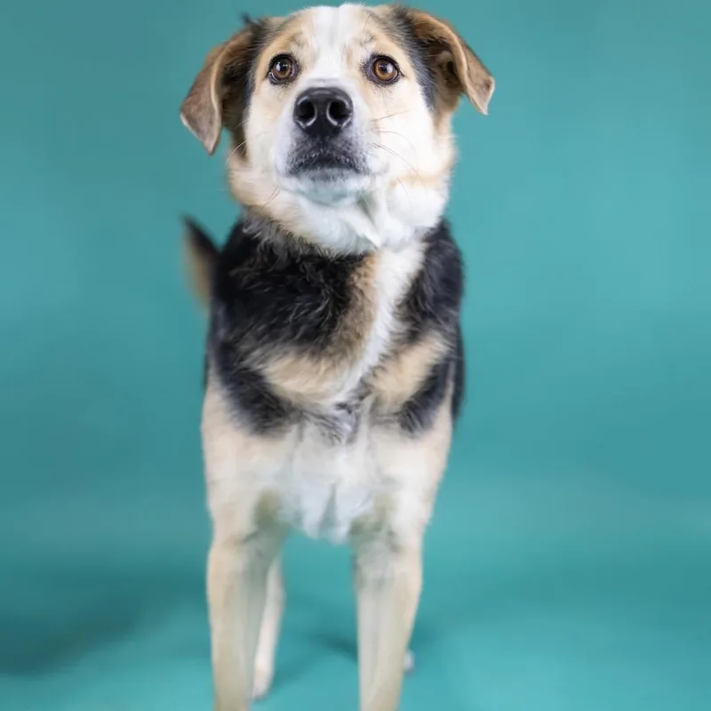 An adult medium-sized male Sable Mixed Breed dog named Fievel for adoption in Portland, OR