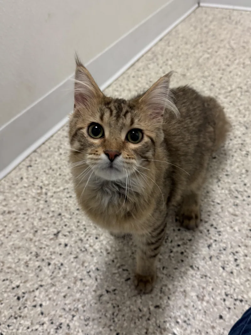 An adult medium-sized male Tabby (Brown / Chocolate) Domestic Long Hair cat named Vern for adoption in Buffalo, MN