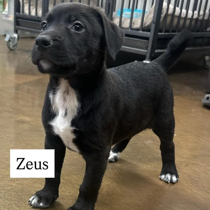 Zeus