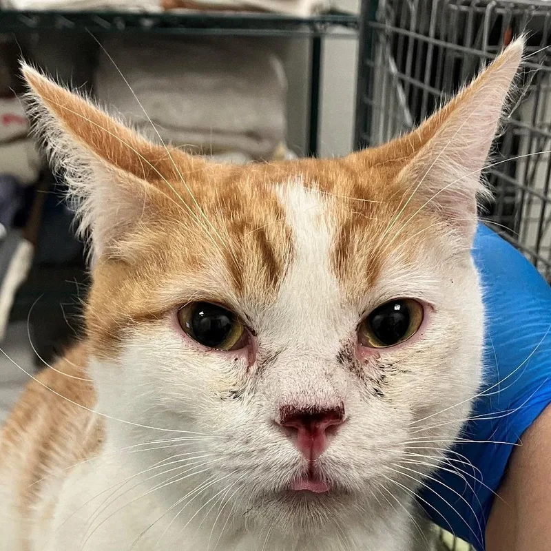 A young medium-sized male Orange / Red Domestic Short Hair cat named Aang for adoption in Las Cruces, NM