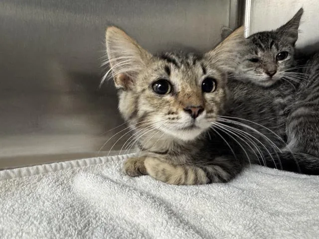 A baby small-sized male Domestic Short Hair cat named Spencer for adoption in Salinas, CA