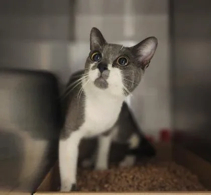 An adult medium-sized male Domestic Short Hair cat named Buddy for adoption in Gastonia, NC