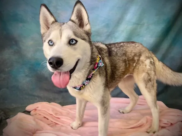 A young medium-sized female Siberian Husky dog named Dakota for adoption in Salinas, CA