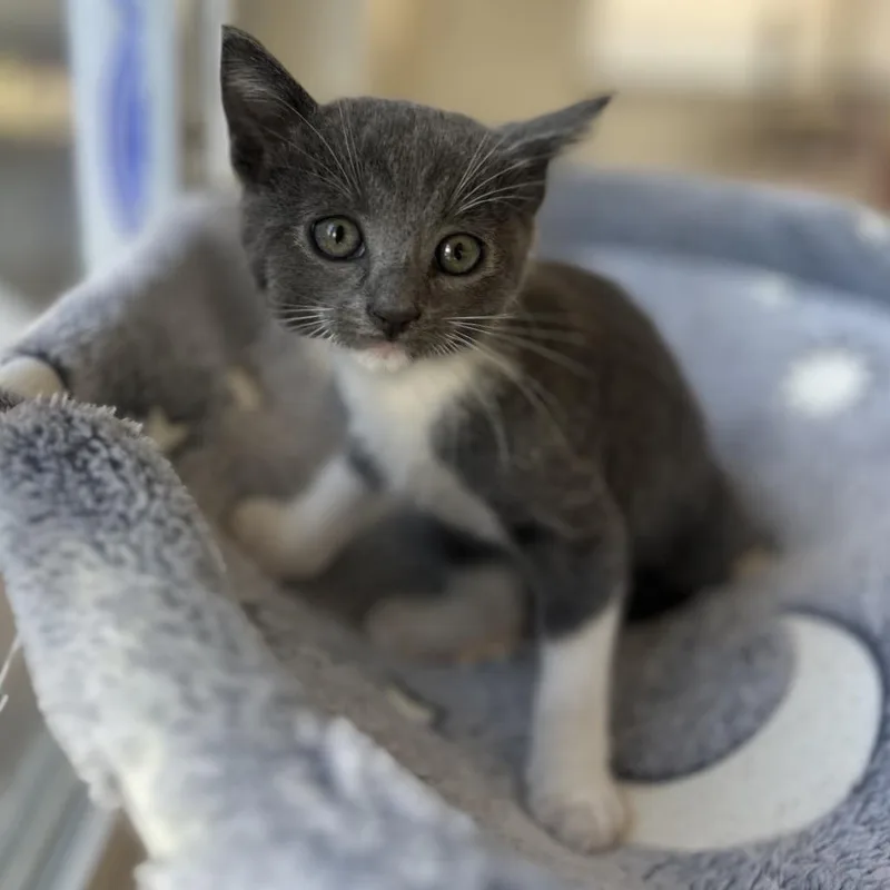 A baby small-sized female Gray / Blue / Silver Domestic Short Hair cat named Daisy Girl for adoption in Long Beach, CA