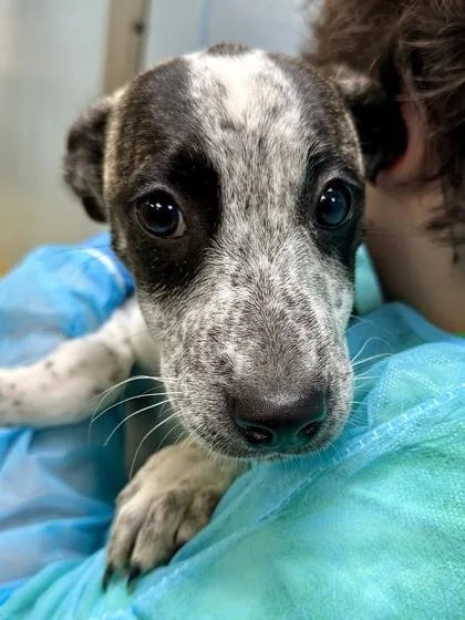 A baby large-sized female Yellow / Tan / Blond / Fawn Mixed Breed dog named Pebbles for adoption in Wichita, KS