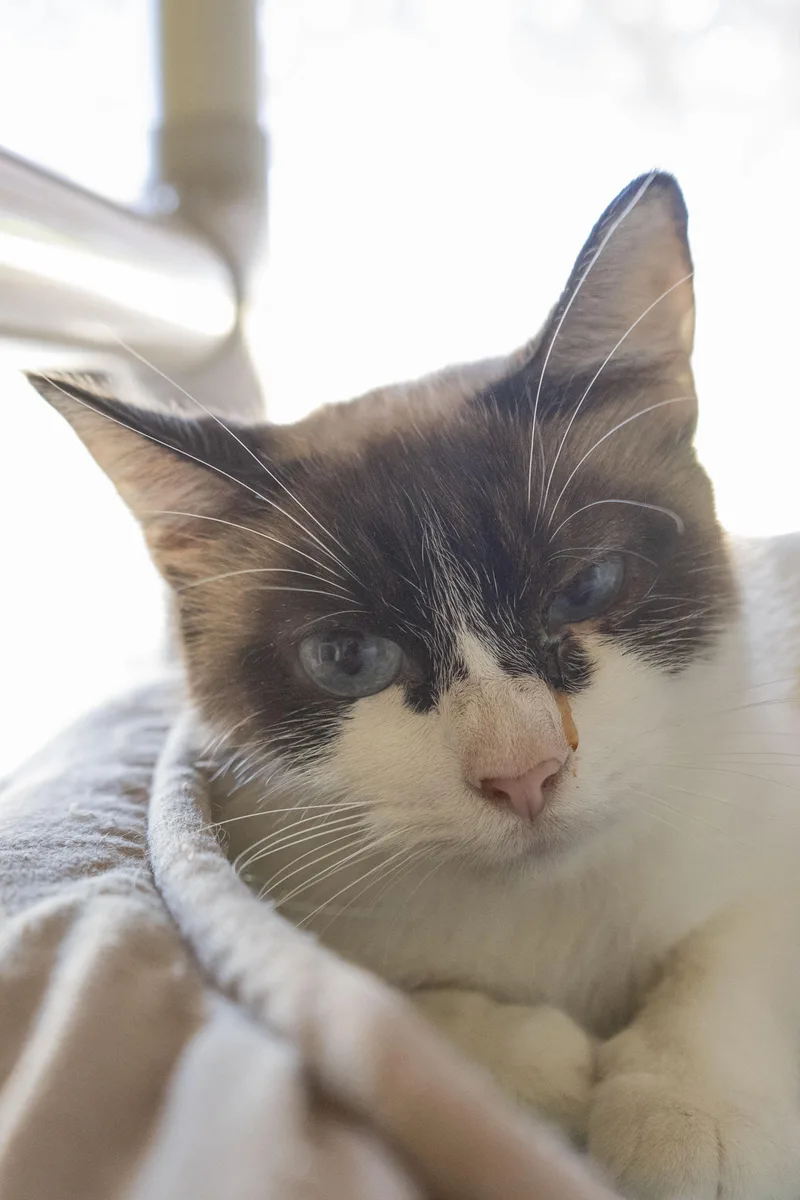 An adult medium-sized female Brown / Chocolate Domestic Short Hair cat named Patricia for adoption in Boise, ID