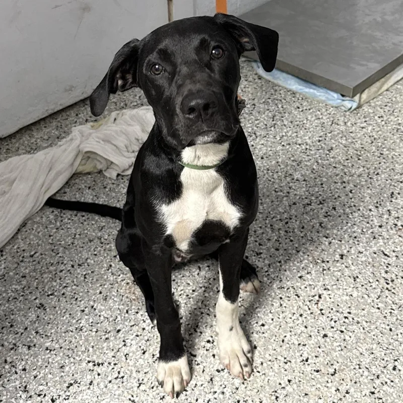 A young small-sized male Black Hound dog named Titan for adoption in Hattiesburg, MS