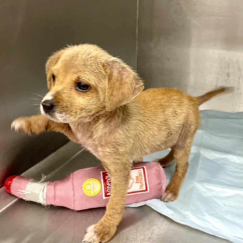 A baby medium-sized female Brown / Chocolate Hound dog named Xavi for adoption in Livingston, TX