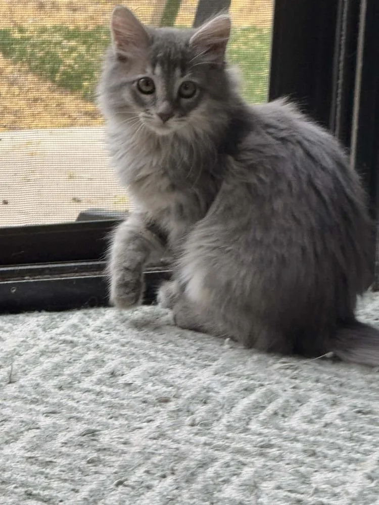 A baby small-sized female Blue Point Domestic Long Hair cat named Thyme for adoption in tucson, AZ